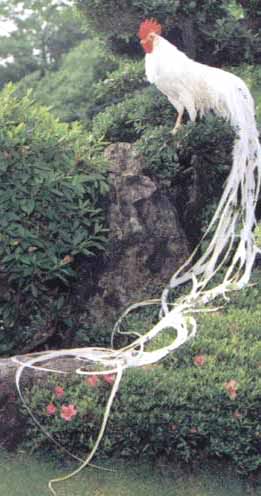 japoragadori.jpg.9a2df40fc8157d41eaf7c11b8025702d.jpg